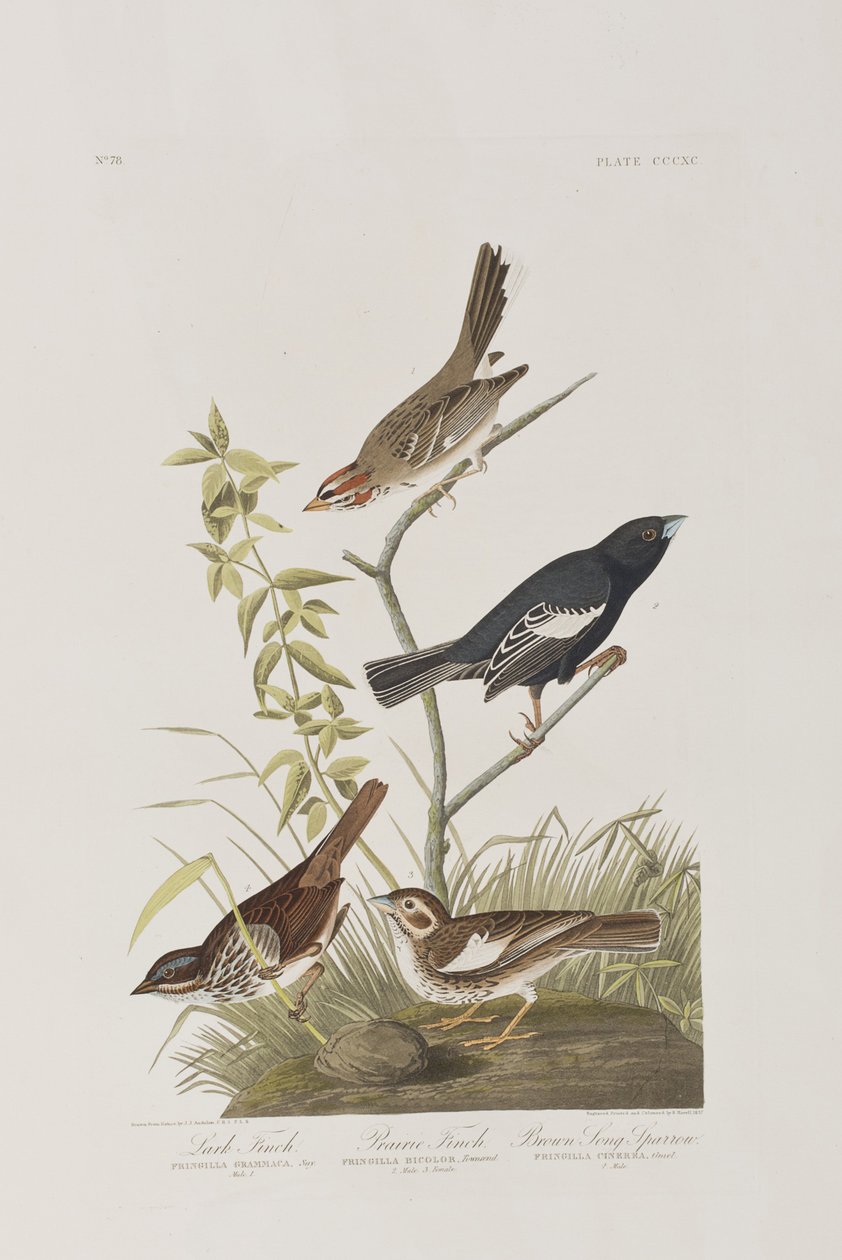 Illustration fra 