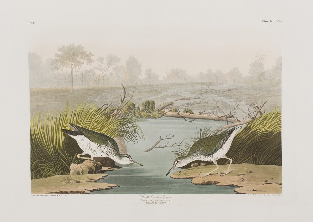 Illustration fra 