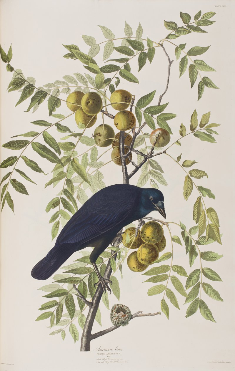 Illustration fra 