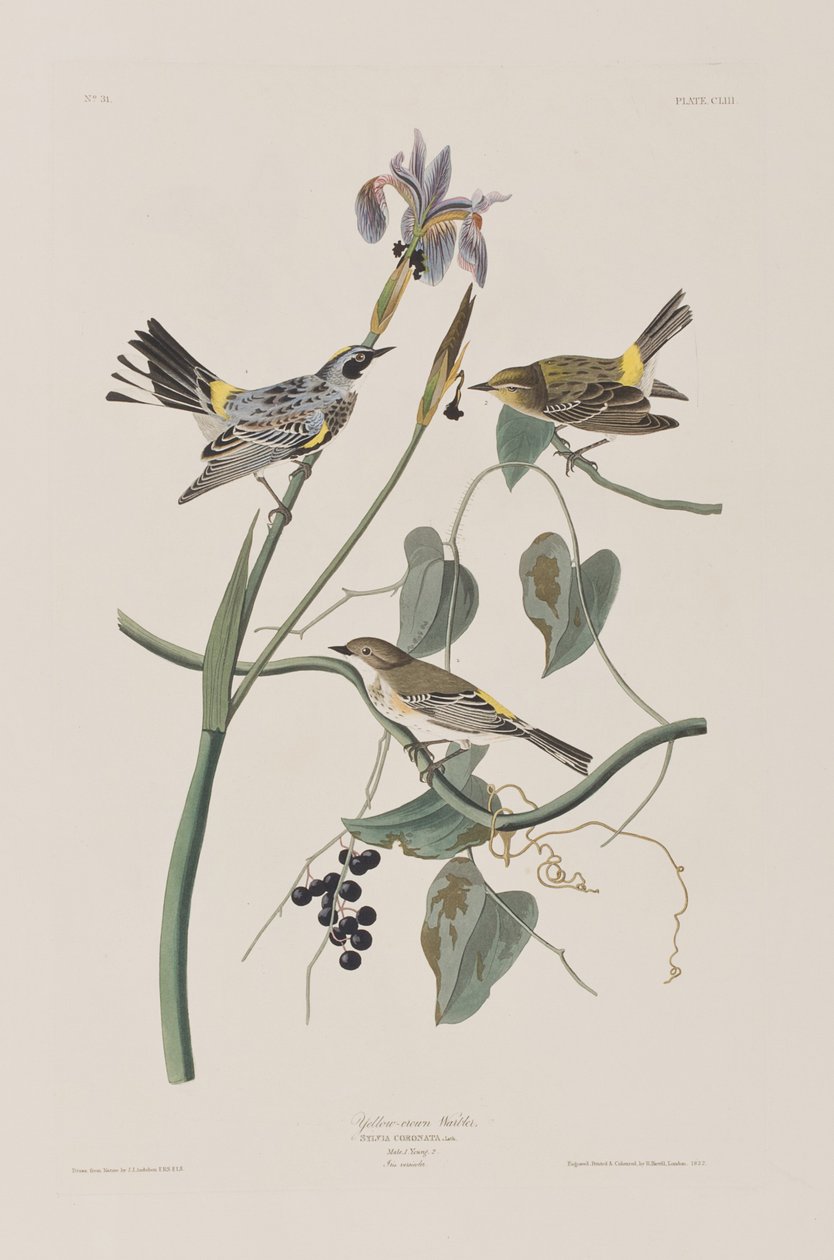 Illustration fra 