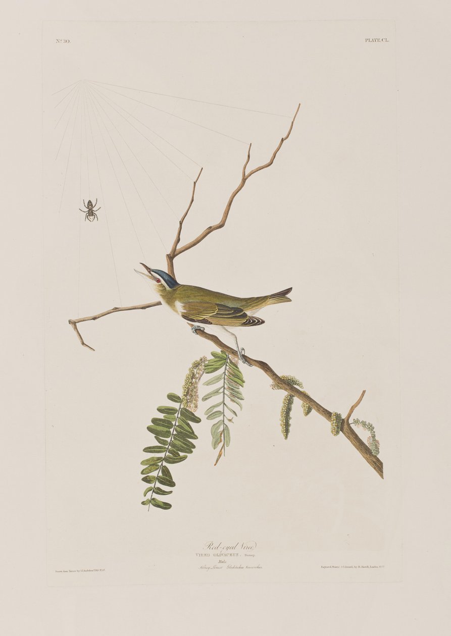 Illustration fra 