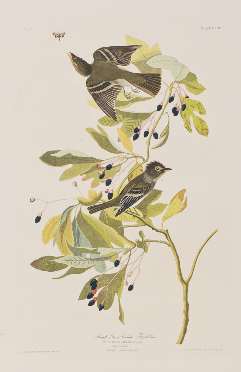 Illustration fra 