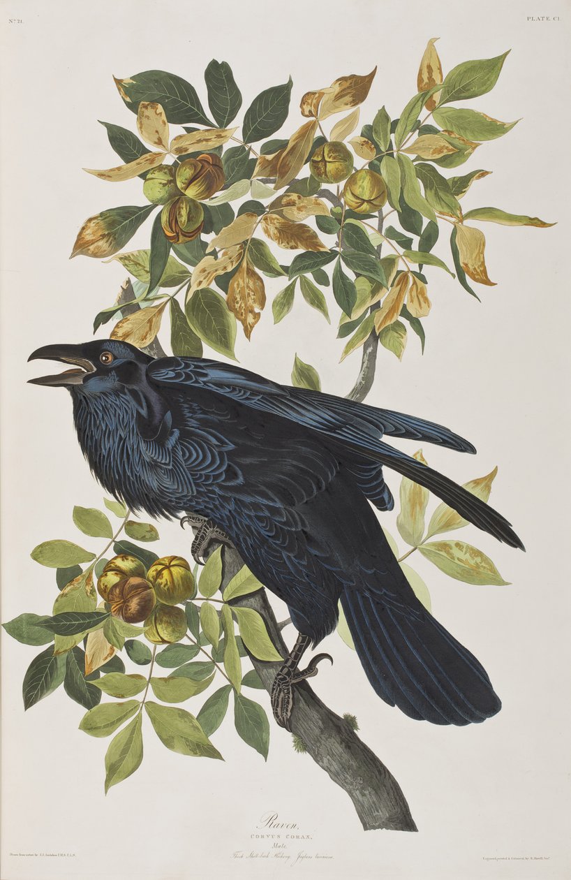 Illustration fra 