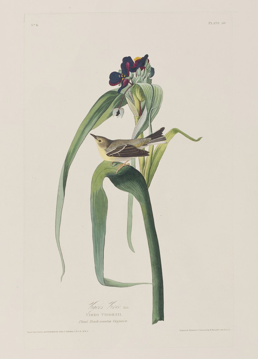 Illustration fra 