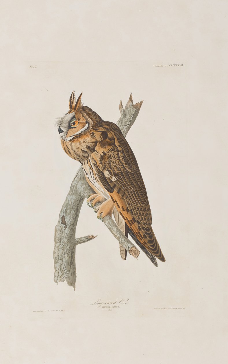 Illustration fra 