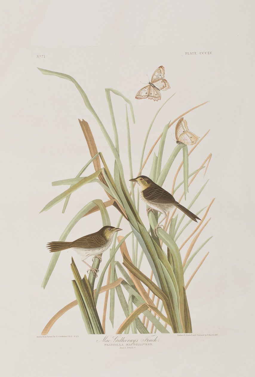 Illustration fra 
