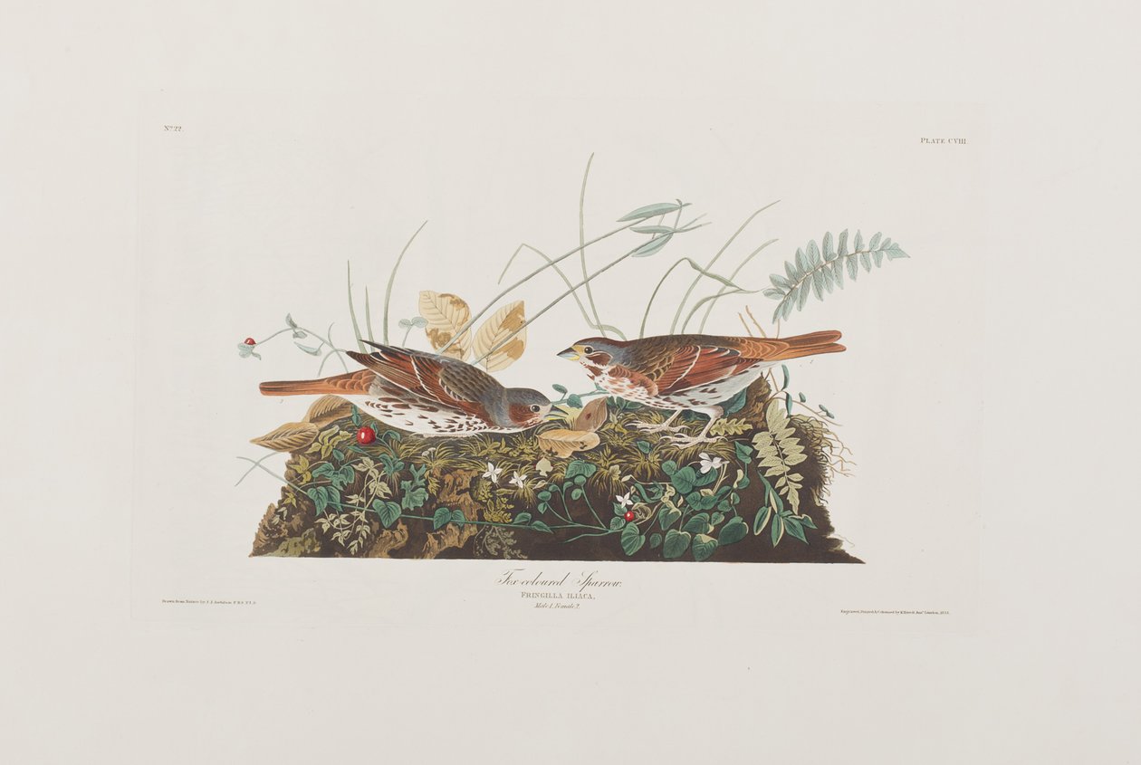 Illustration fra 
