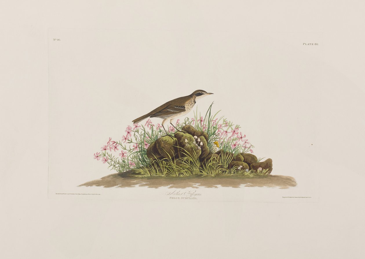 Illustration fra 