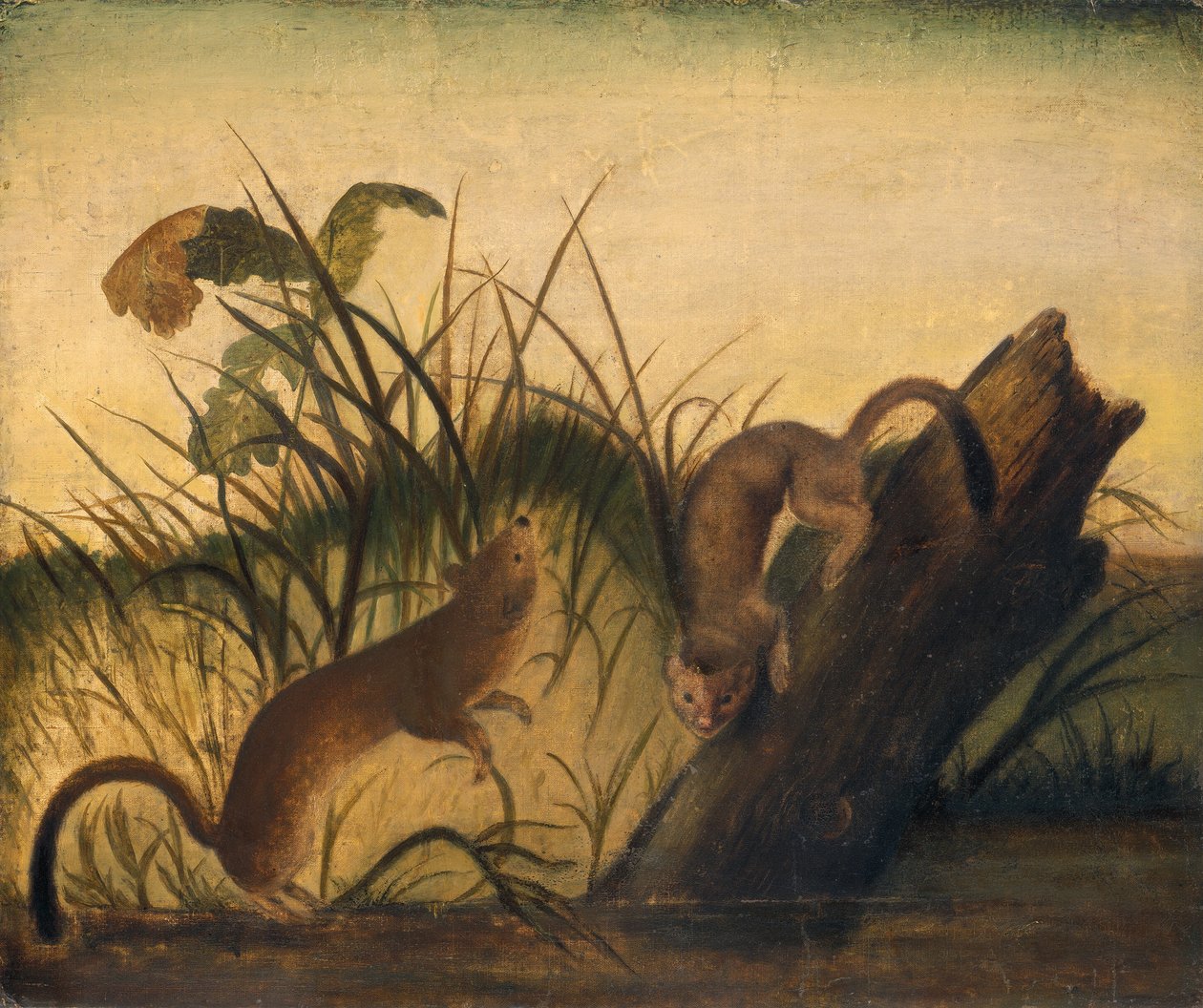 Langhalet væsel, ca. 1845. af John James Audubon