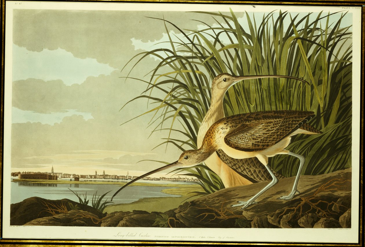 Han og hun langnæbbet krølle af John James Audubon