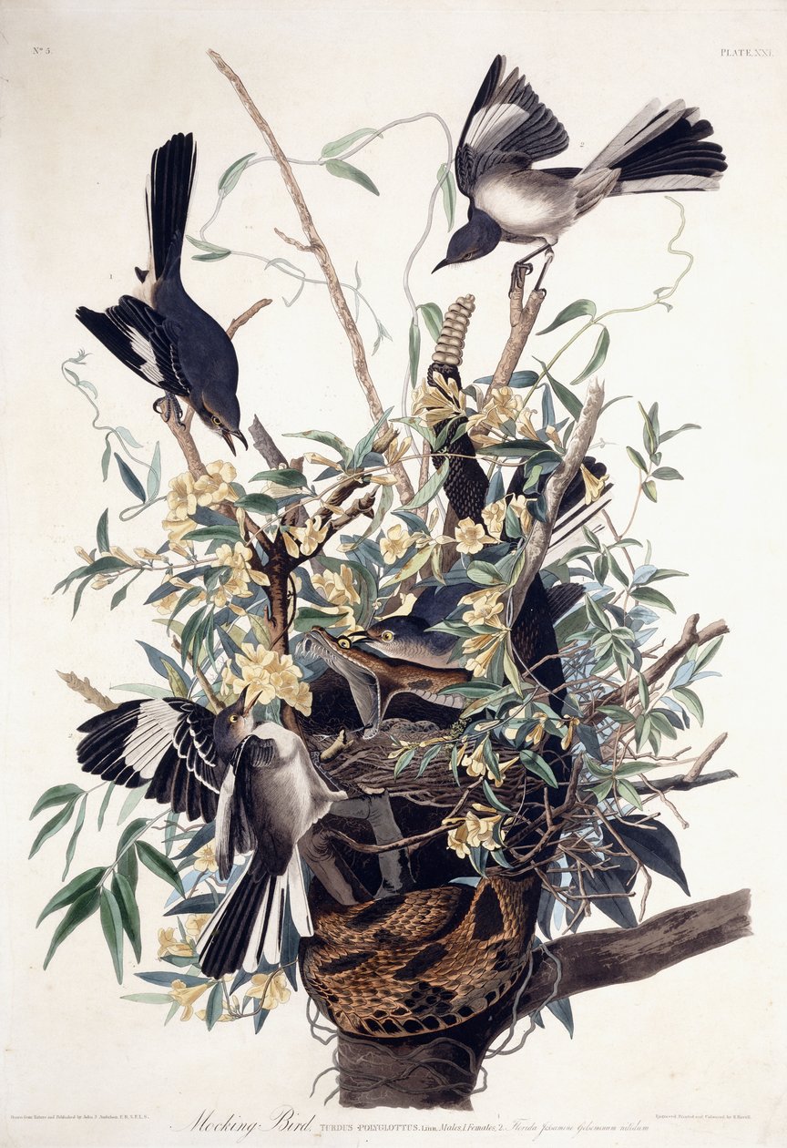Spotfugl (Turdus Polyglottus) af John James Audubon
