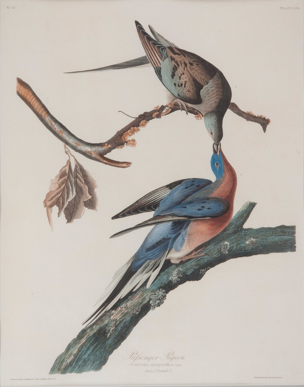 Passagerdue af John James Audubon
