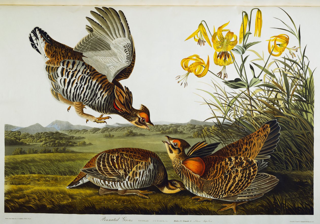 Pinned ryper. Større præriekylling af John James Audubon