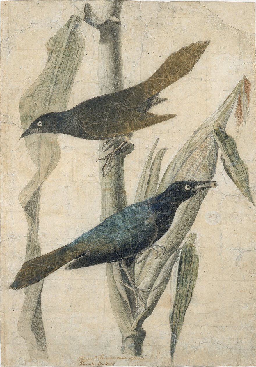 Lilla grævling af John James Audubon
