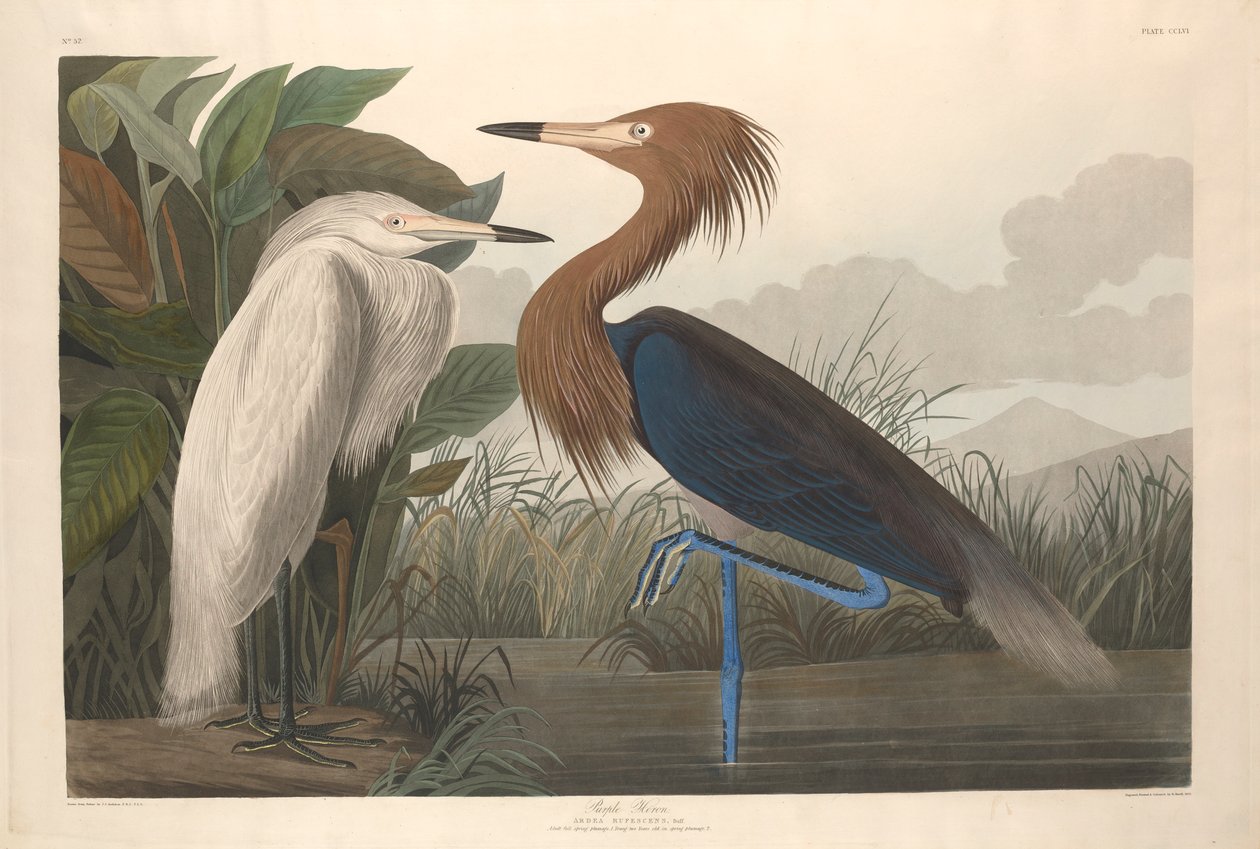Purpurhejre, 1835 af John James Audubon