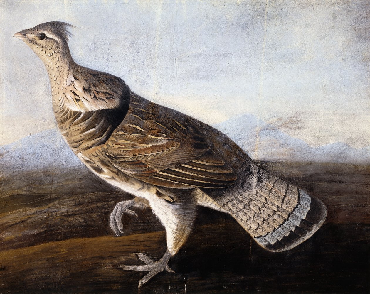 Ruffed Ryper, af John James Audubon