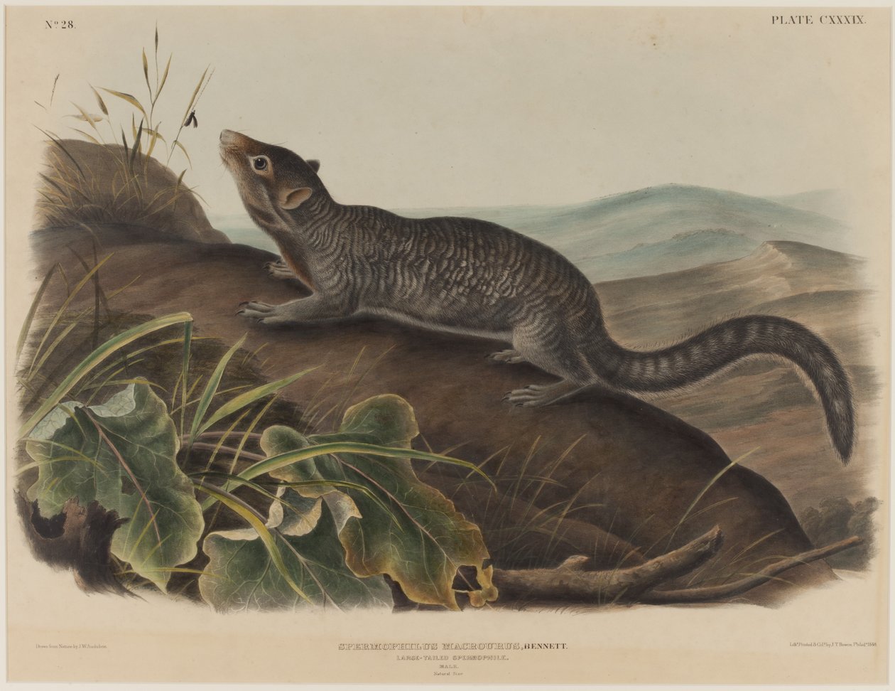 Spermophilus Macrourus (storhalet egern) af John James Audubon