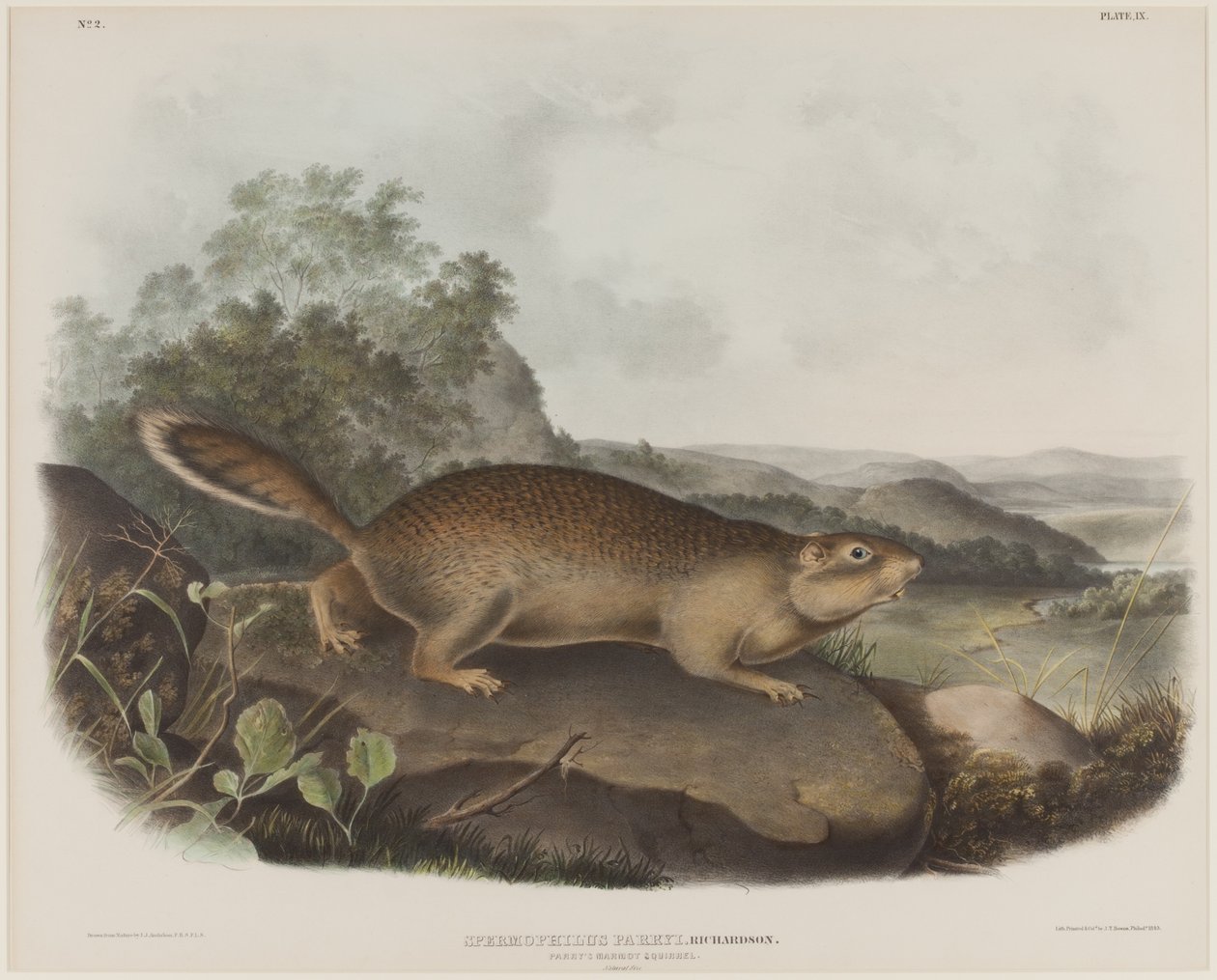 Spermophilus Parry (Parrys murmeldyregern) af John James Audubon