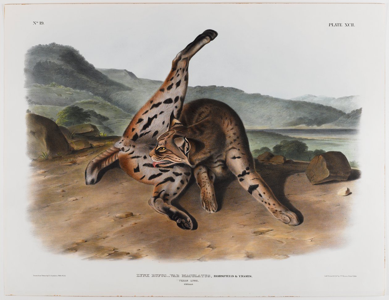 Texansk los af John James Audubon
