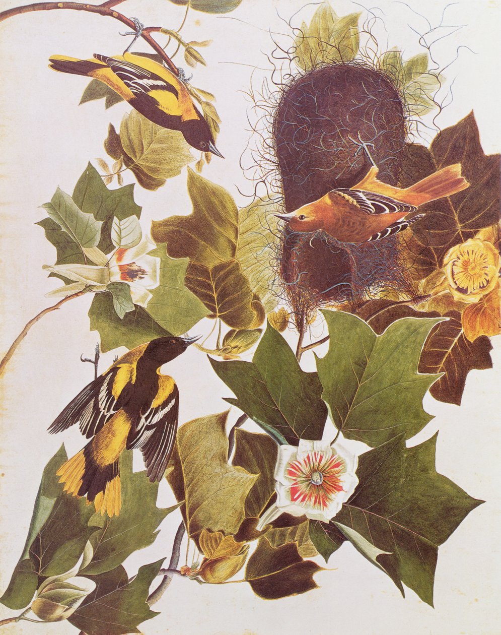 The Oriole, fra Birds of America af John James Audubon
