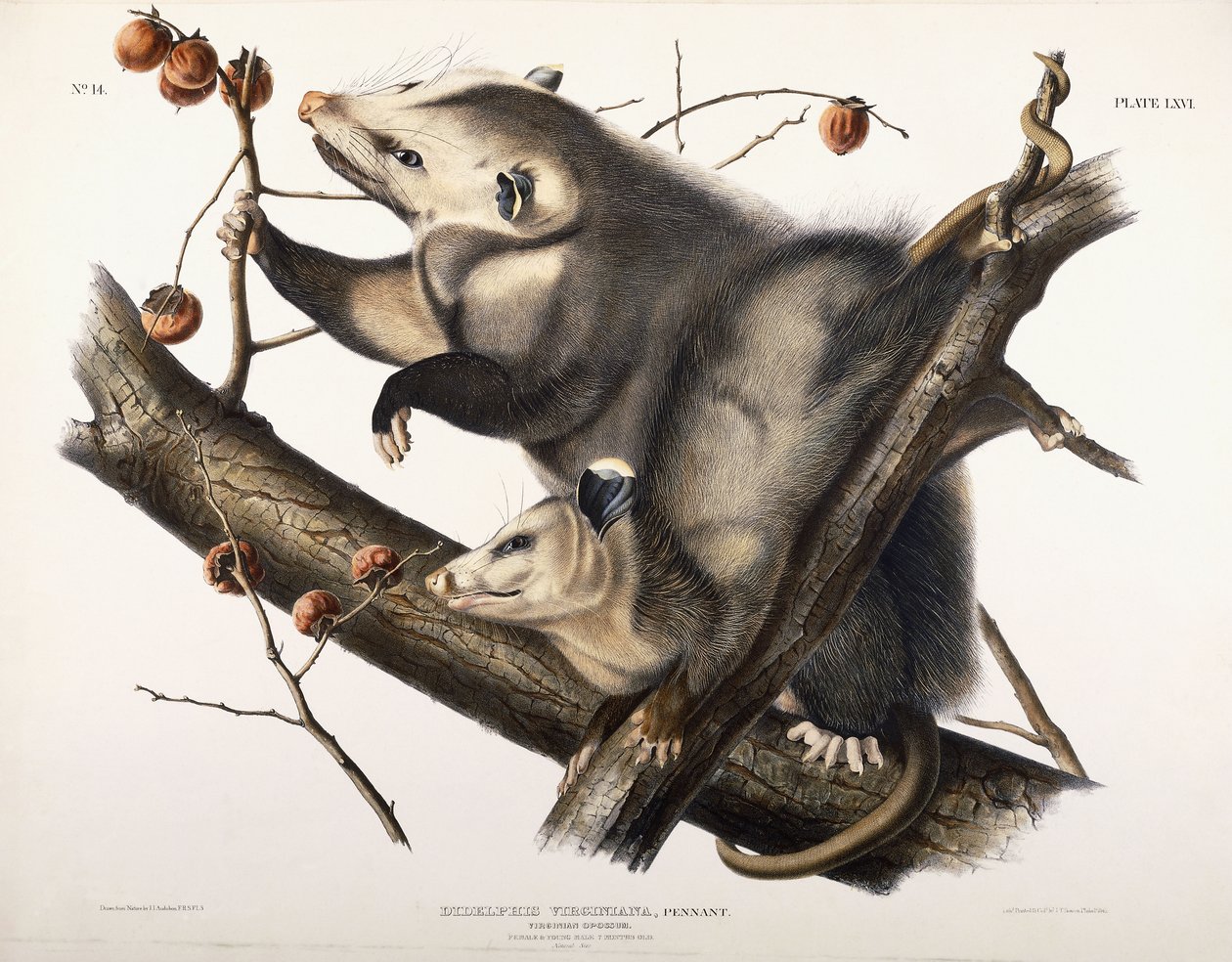 Virginian Opossum, 1845 af John James Audubon