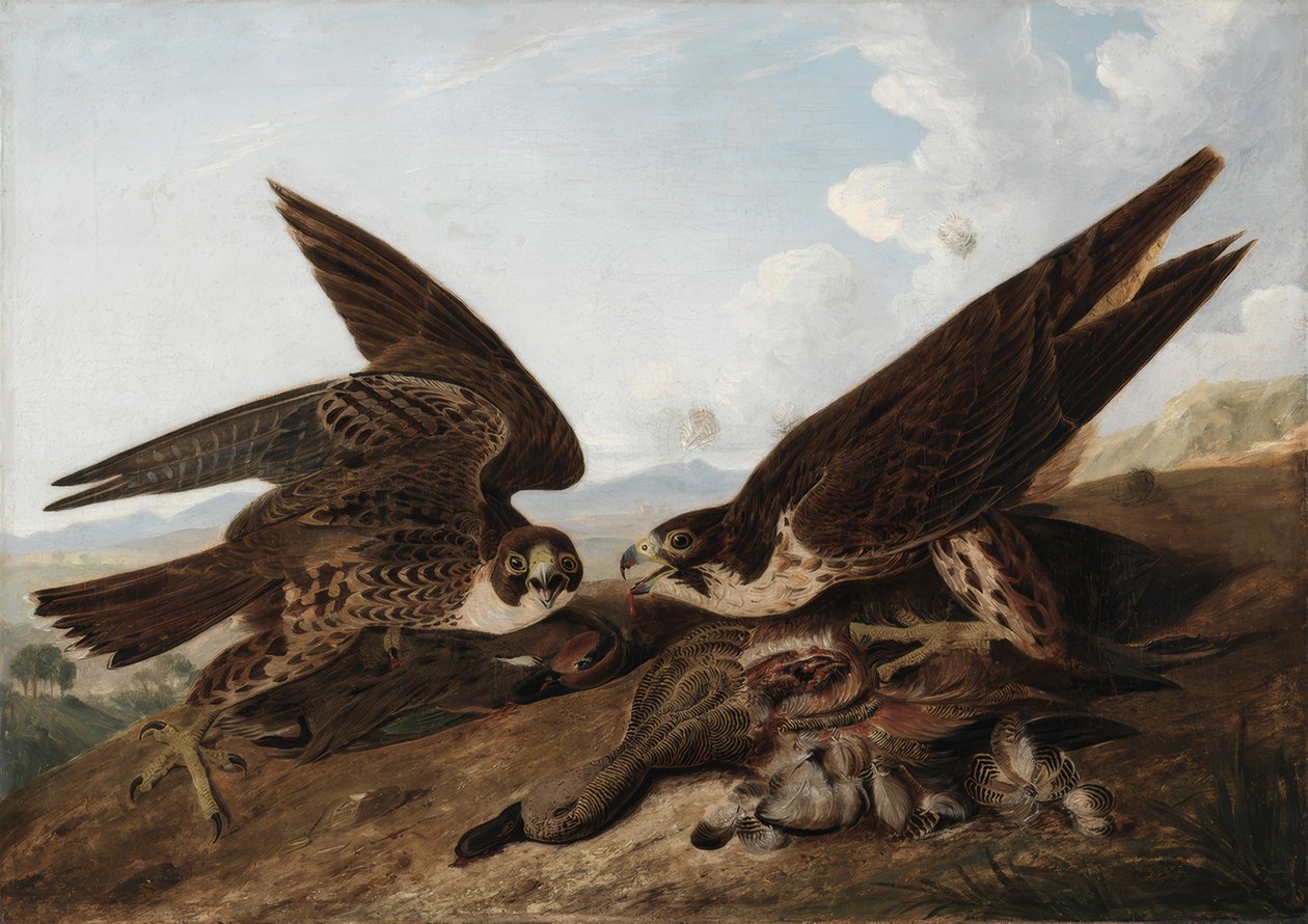 Vandrefalk (andemusvåge) af John James Audubon