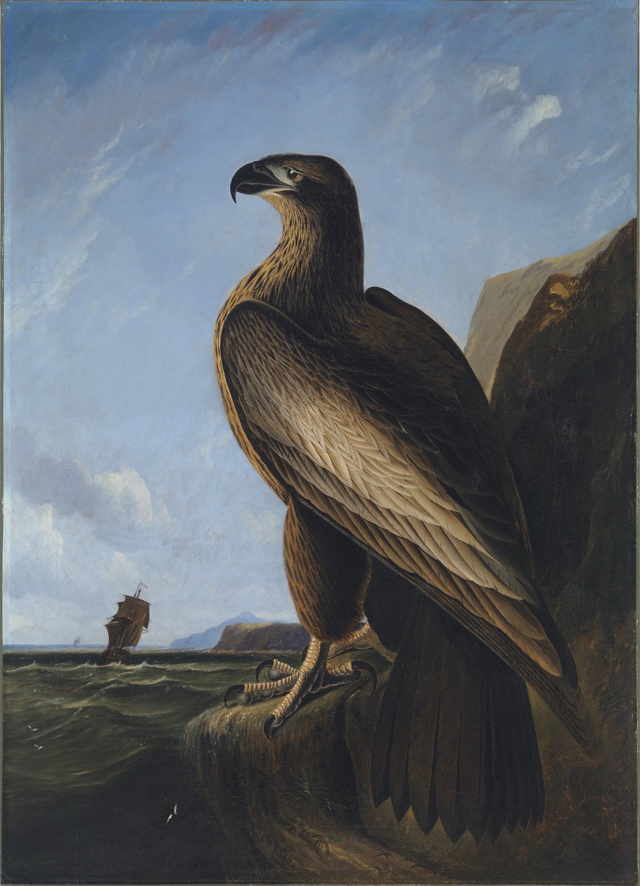 Washington Havørn af John James Audubon
