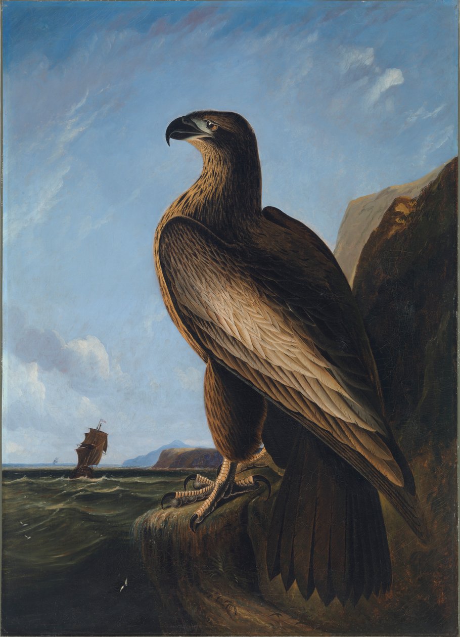 Washington Havørn, ca. 1836-1839. af John James Audubon