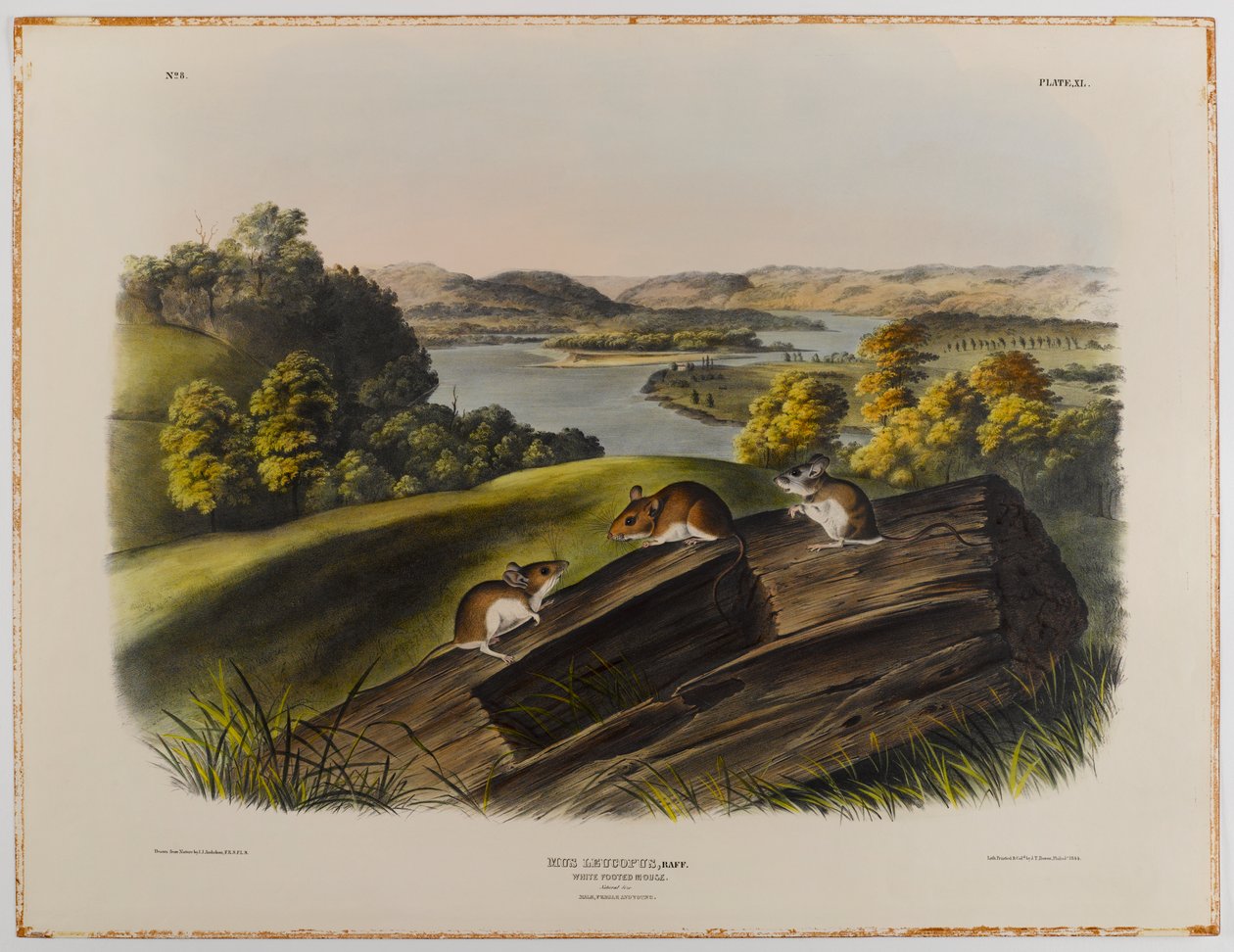 Hvidfodet mus af John James Audubon