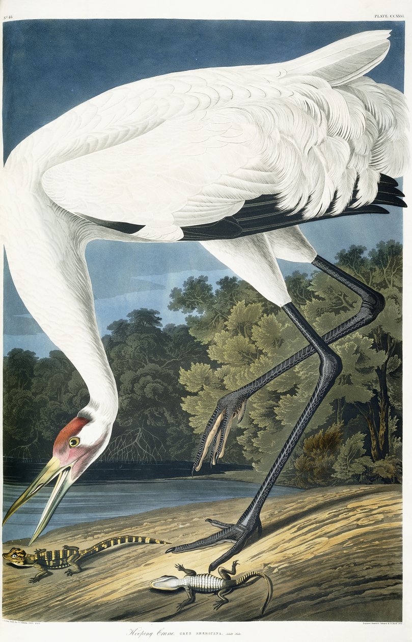 Kigkrane, voksen mand, 1834 af John James Audubon