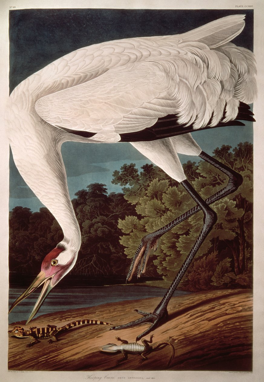 Whooping Crane, fra 