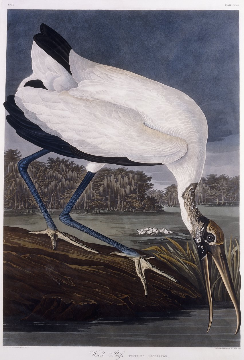 Træ Ibis af John James Audubon