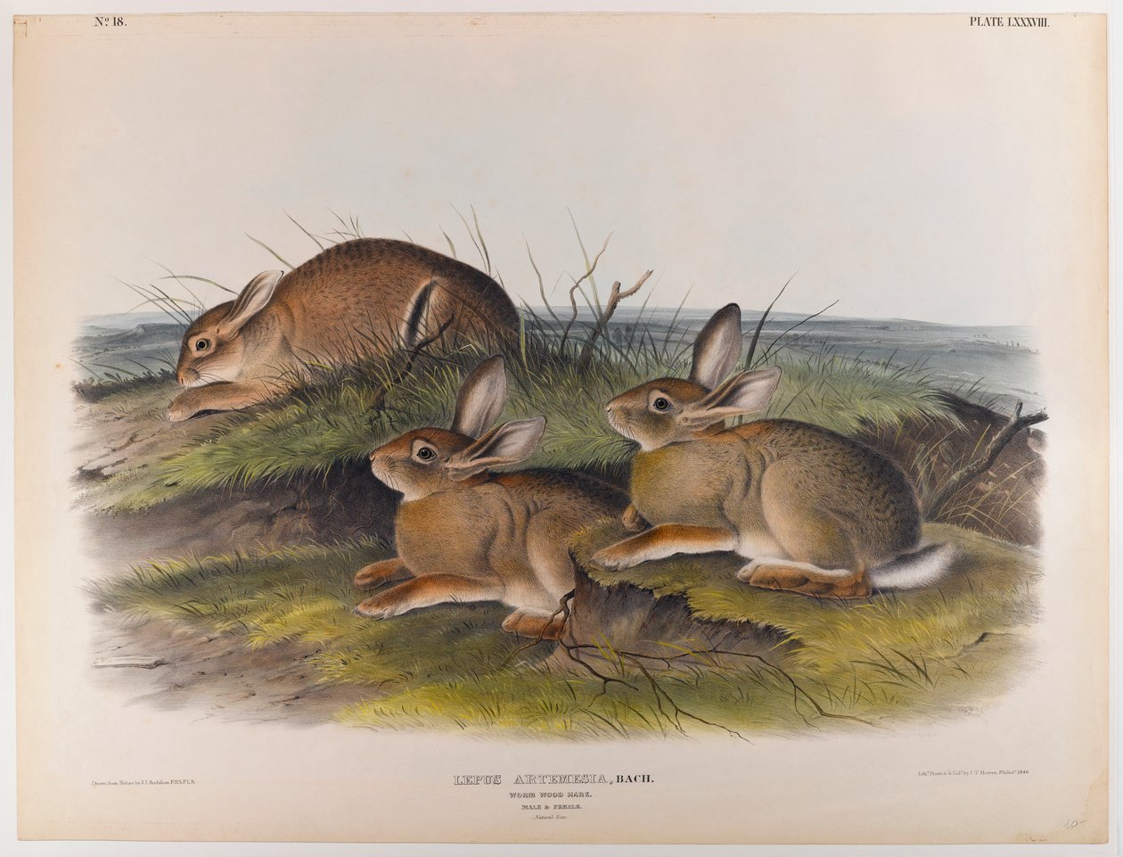Ormetræ hare af John James Audubon