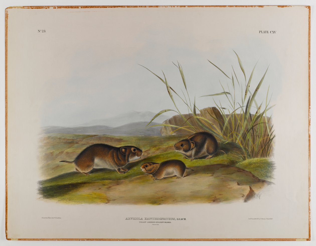 Gulkindet engmus af John James Audubon