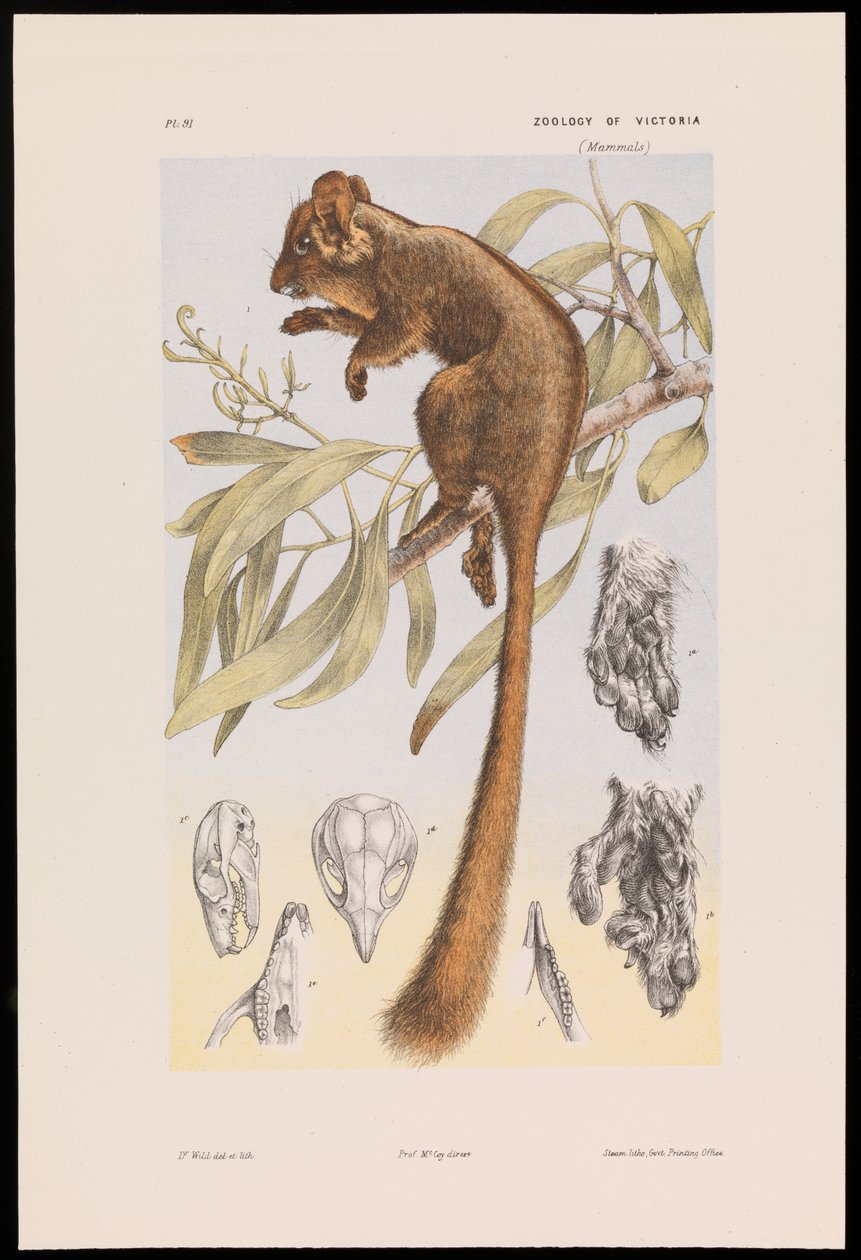 Leadbeaters pungrotte, Gymnobelideus leadbeateri af John James Wild