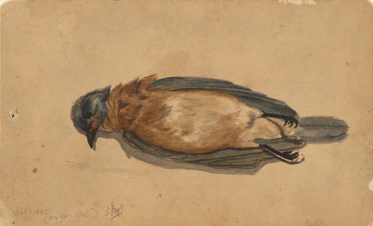 Død Fugl af John La Farge