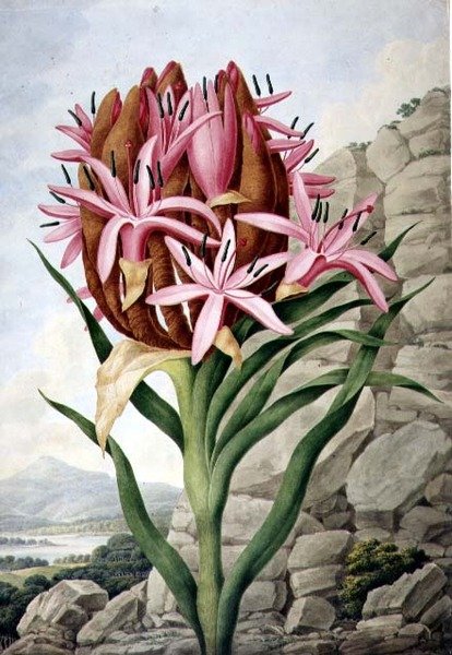 PD.757-1973 Spear Lily (Doryanthes excellsa) af John Lindley