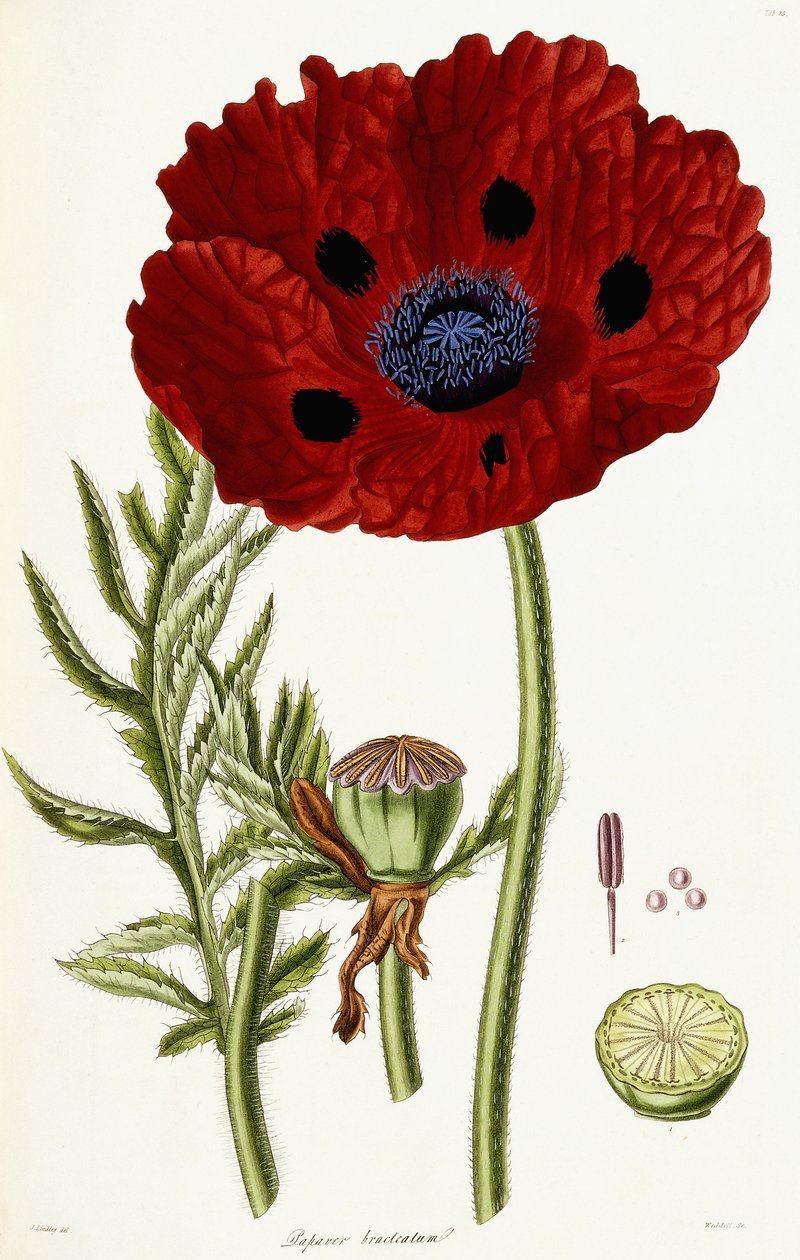 Valmuebrakteat, 1821-1826 af John Lindley