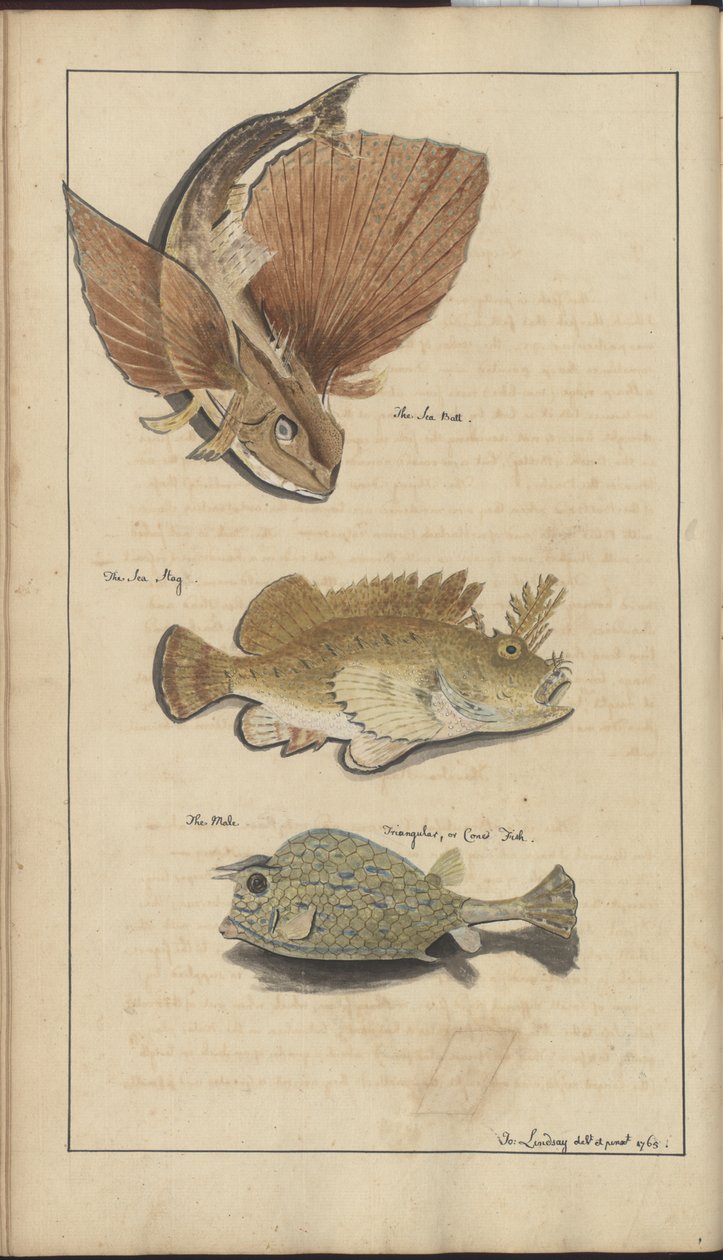 Lindsay Drawings Vol. VII af John Lindsay