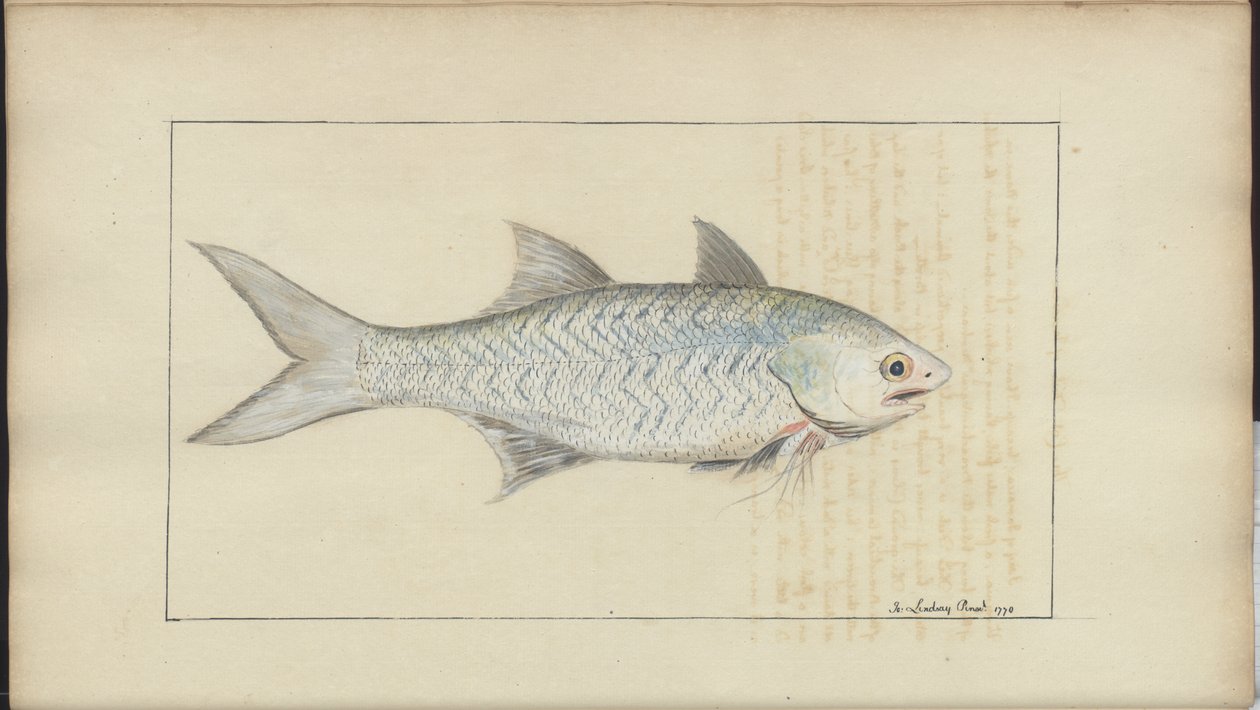Lindsay Drawings Vol. VII af John Lindsay