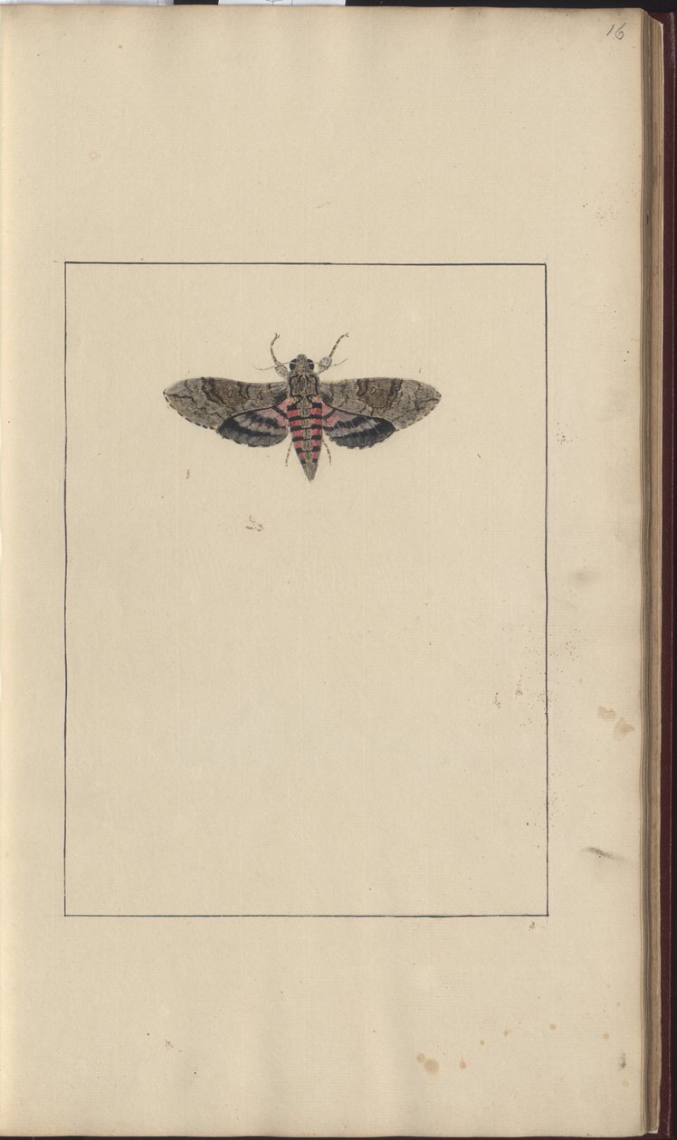 Lindsay Drawings Vol. VI af John Lindsay