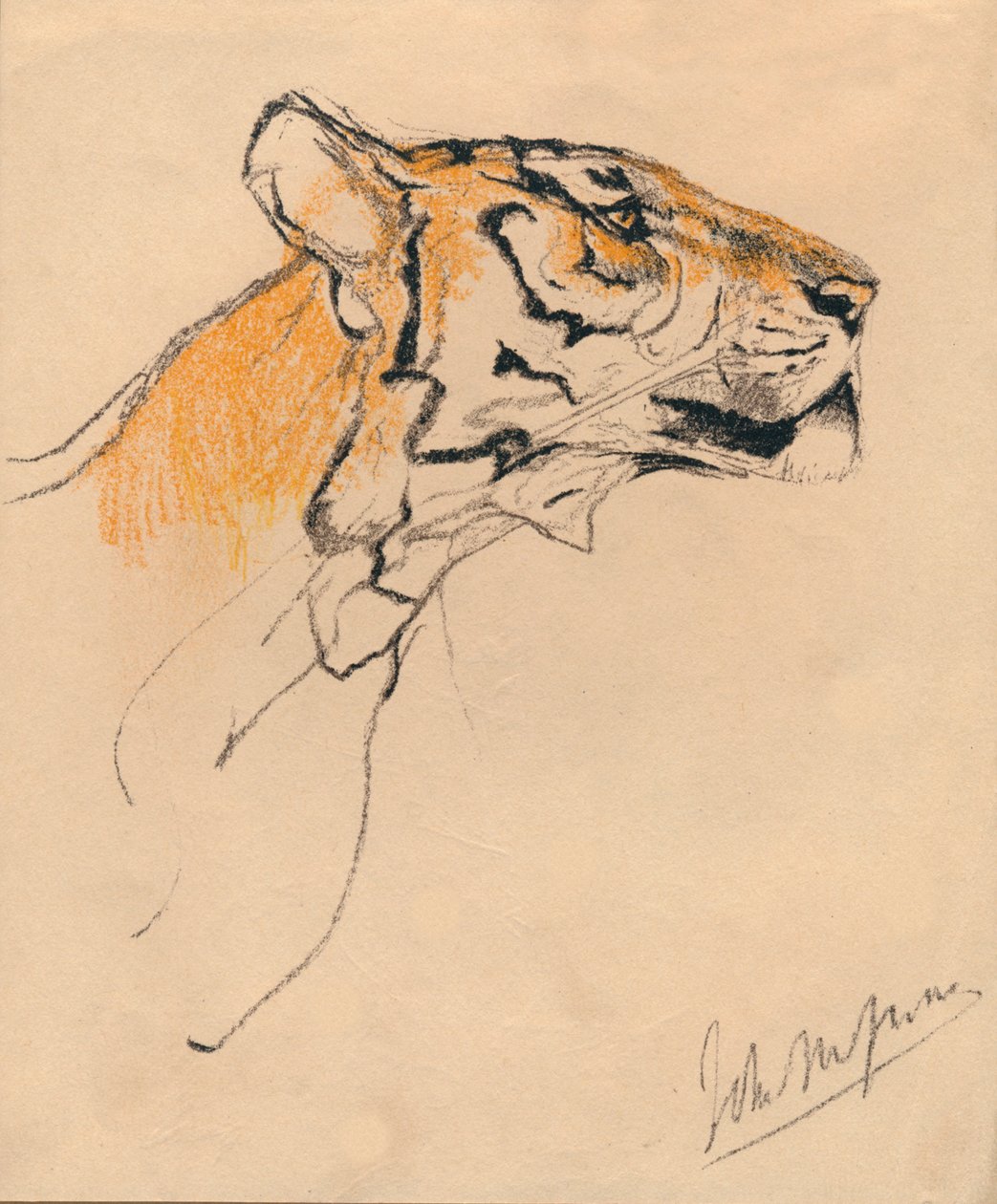 Leder af en tiger, c1910 af John Macallan Swan