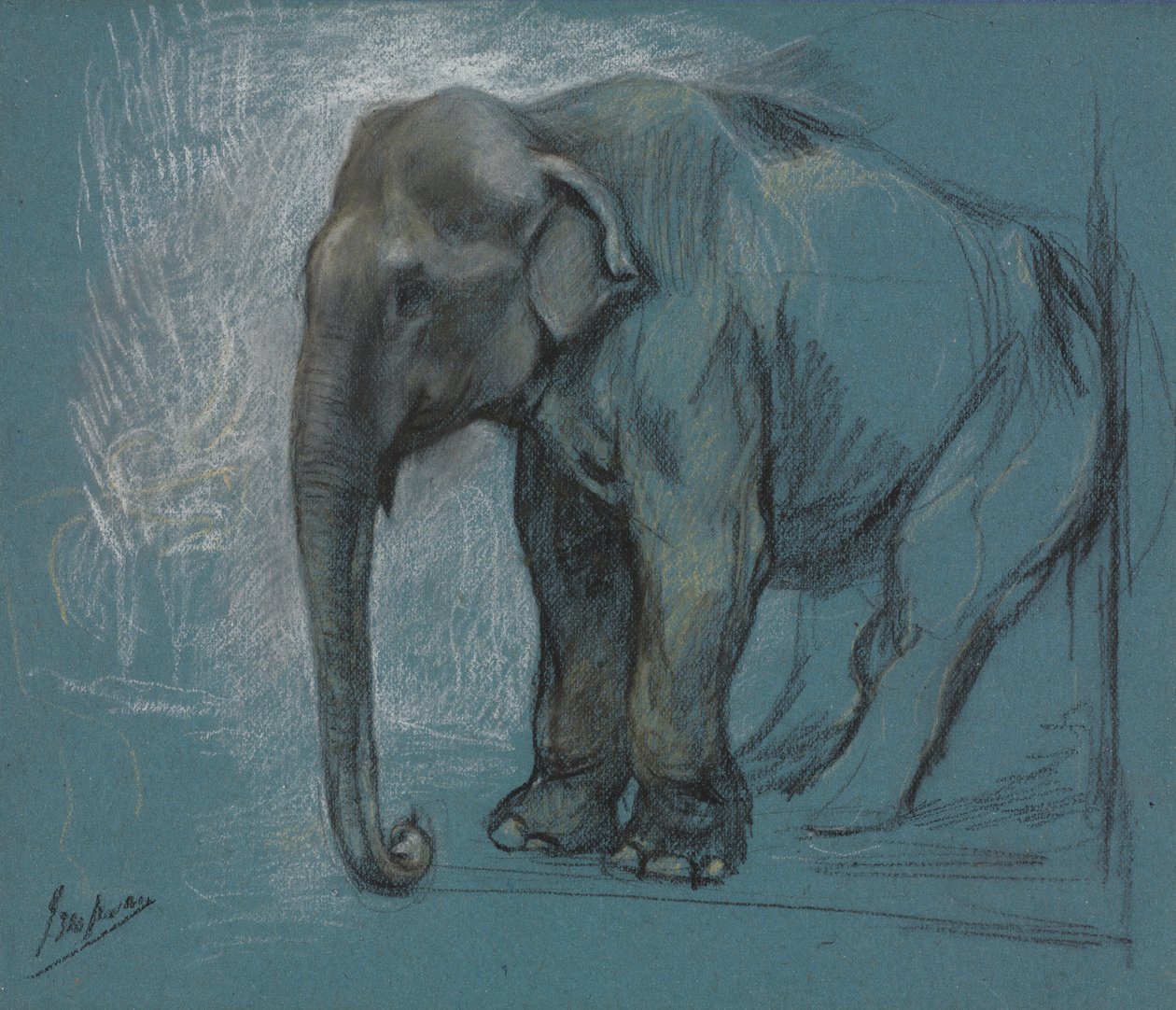 Studie af en elefant. af John Macallan Swan