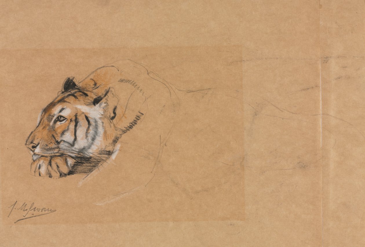 Tiger af John Macallan Swan