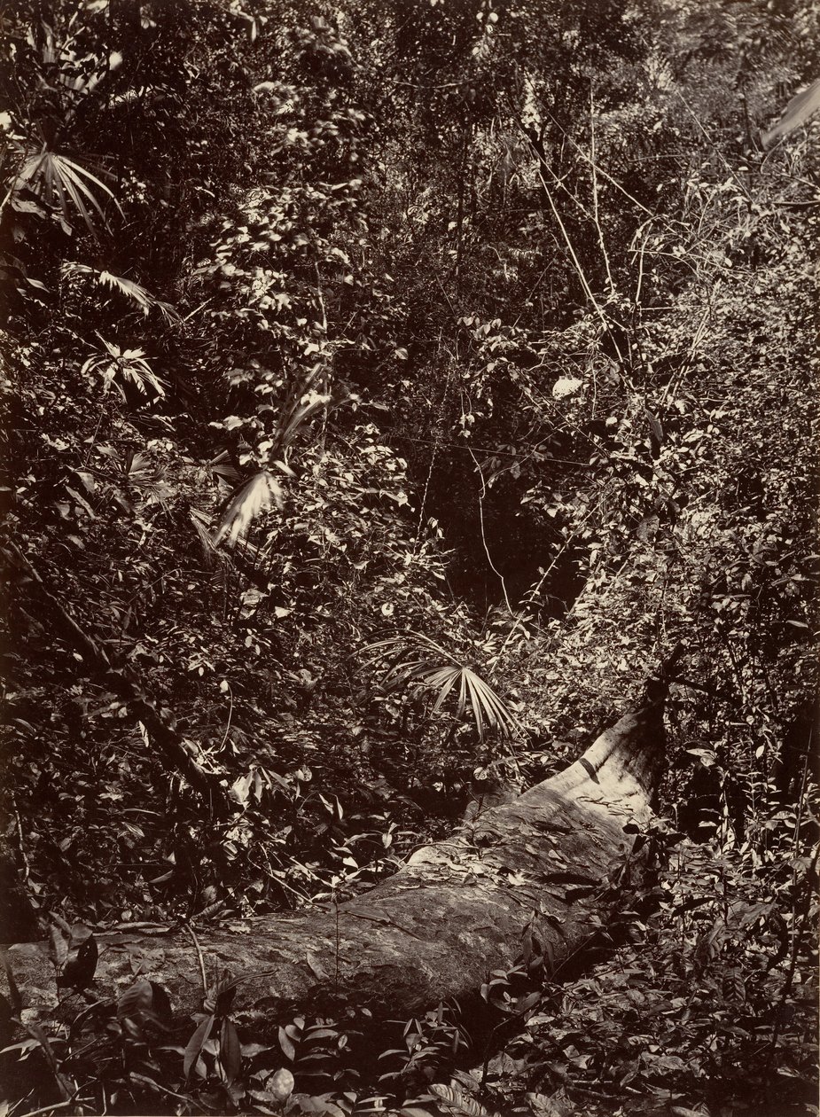 Tropisk landskab, Tropisk skov, 1871. af John Moran