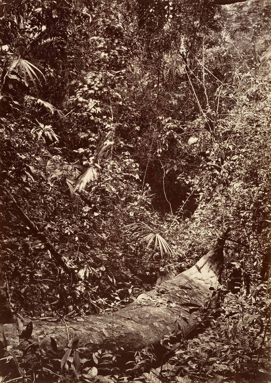 Tropisk landskab, Tropisk skov, 1871. af John Moran