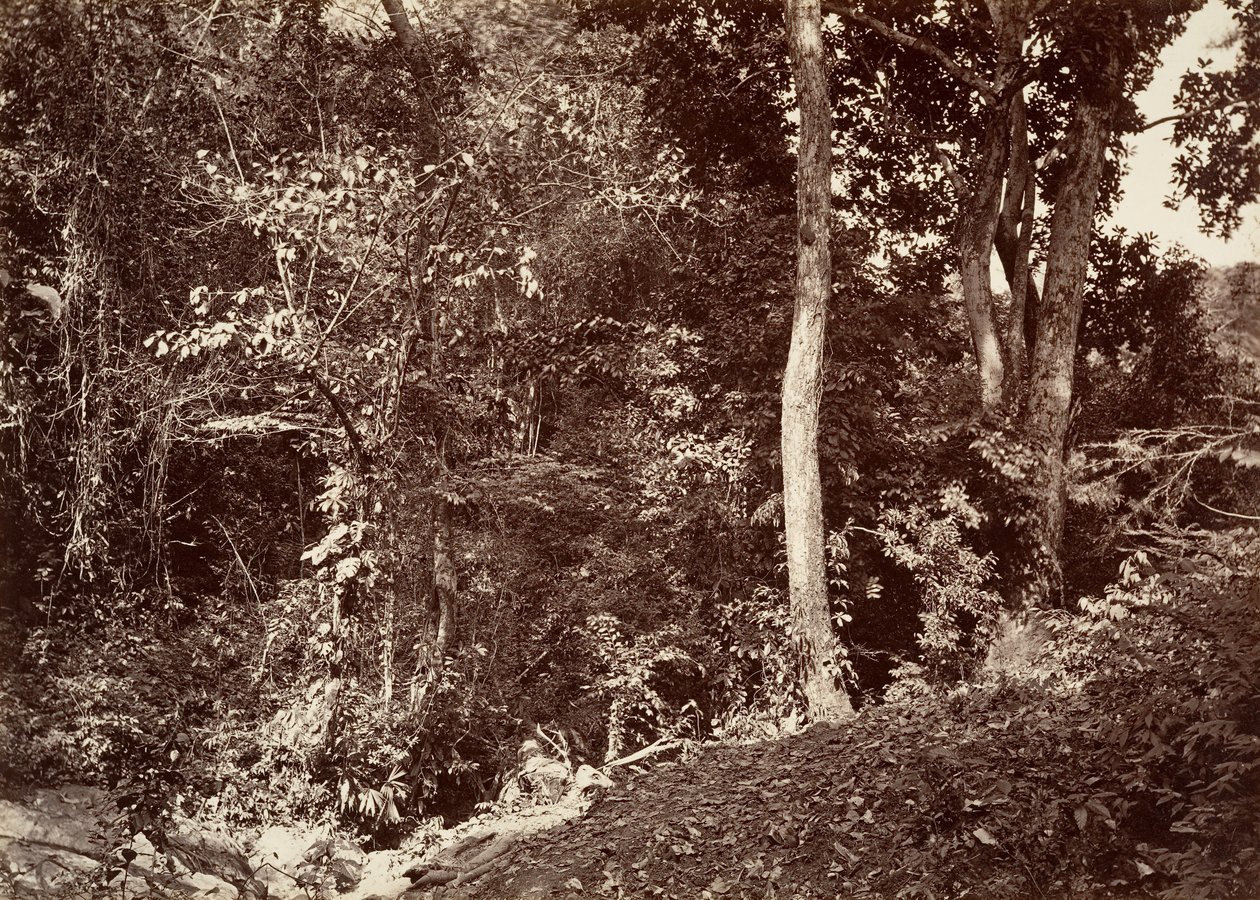 Tropisk landskab, udsigt nær Chipigana, 1871. af John Moran