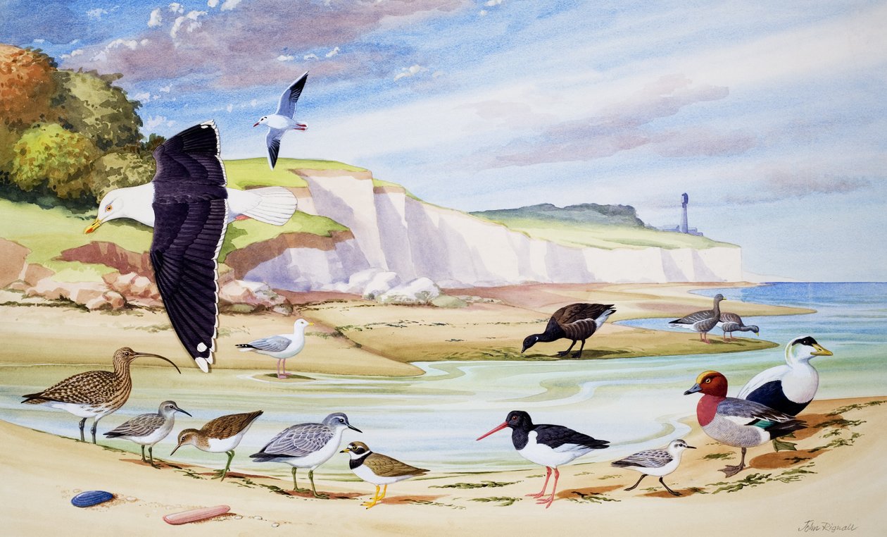Havfugle (gouache på papir) af John Rignall