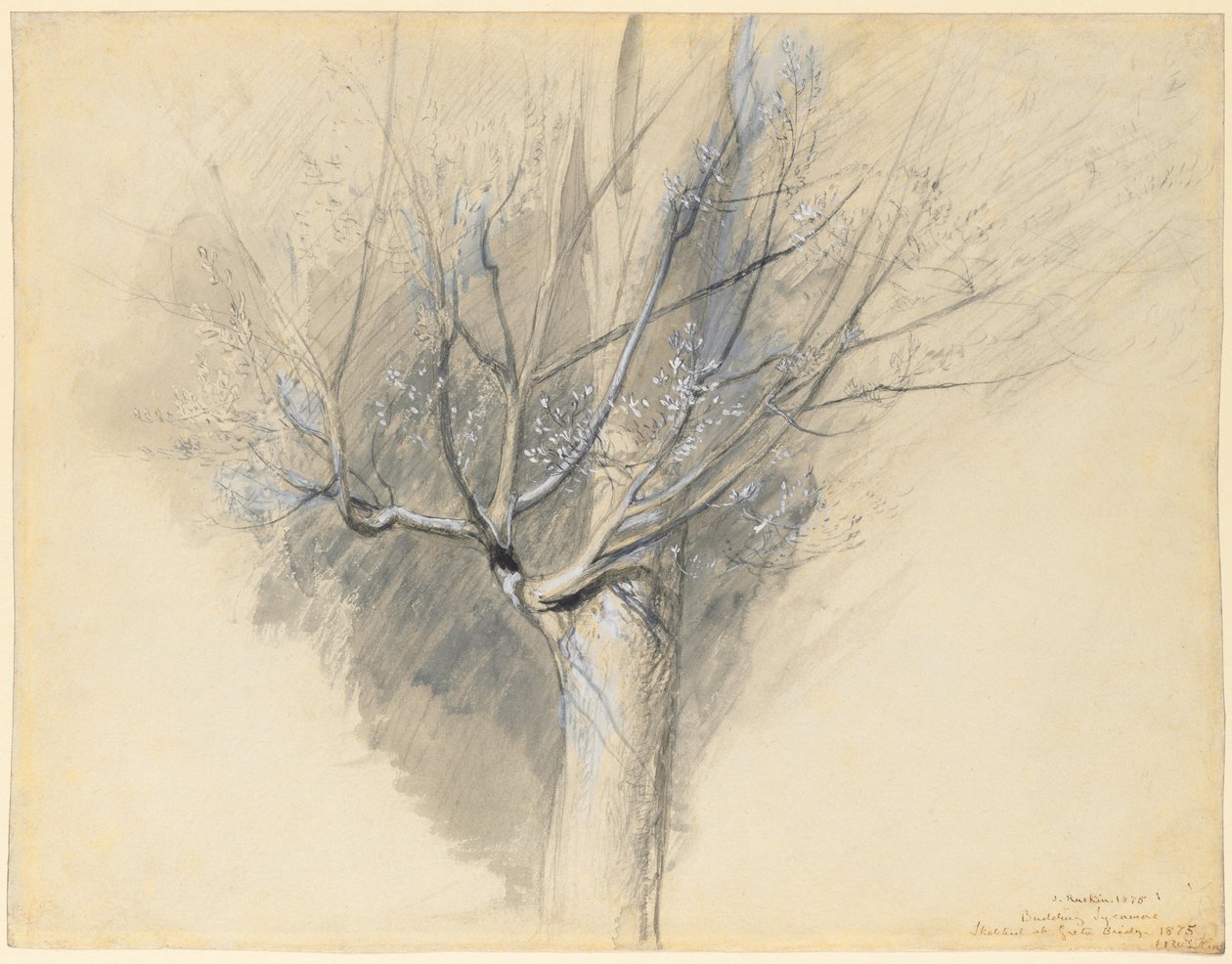 Spirende Sycamore, ca. 1876. af John Ruskin