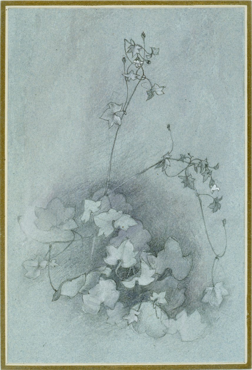 Ivy-Leaved Toadflax 